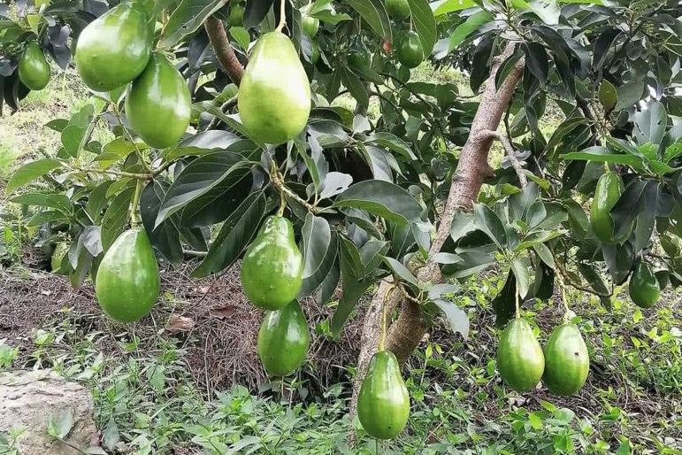 ARBOL AGUACATE CARGADO HORIZONTAL