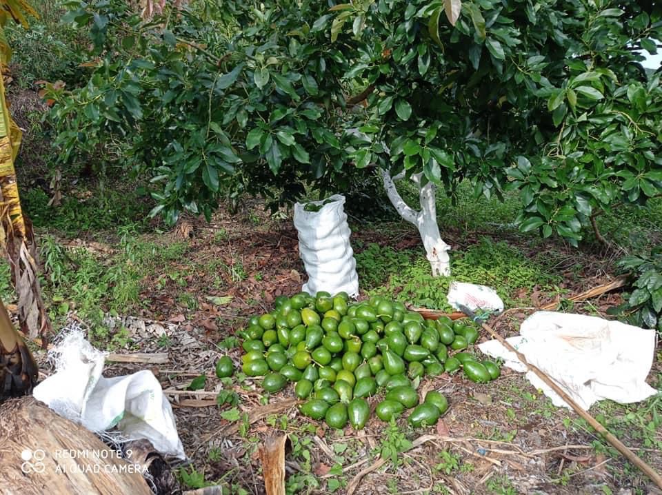 ARBOL Y AGUACATES