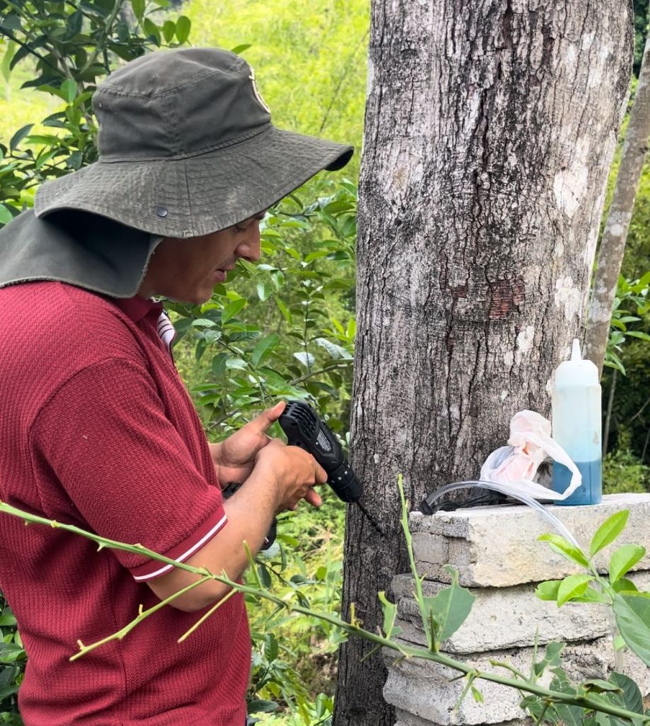TALANDO ARBOL DE AGUACATE